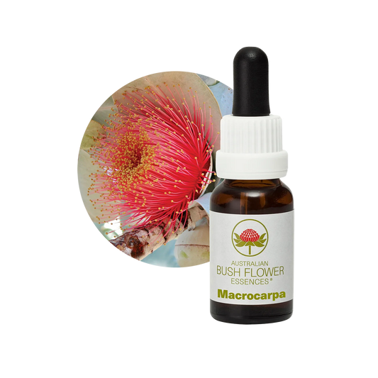 Macrocarpa 30ml image 0