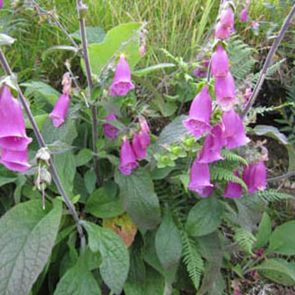 Digitalis