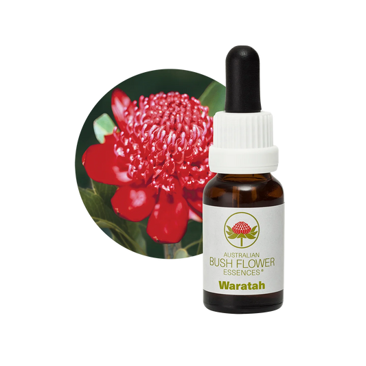 Waratah 30ml image 0