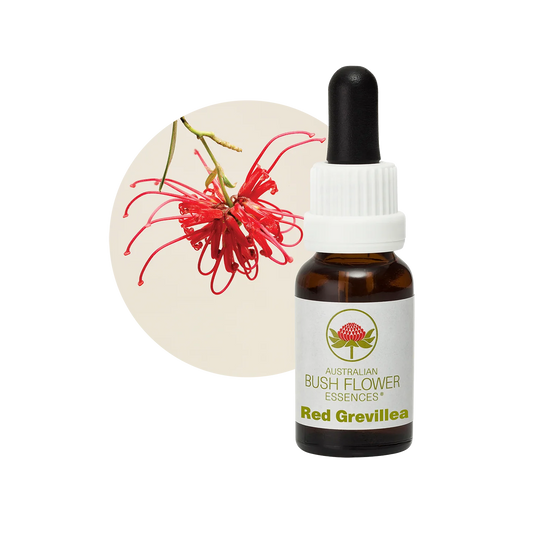 Red Grevillea 30ml image 0