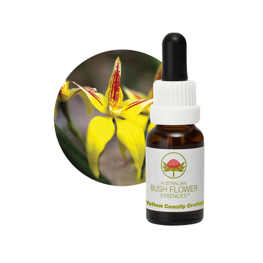 Yellow Cowslip Orchid 30ml image 0