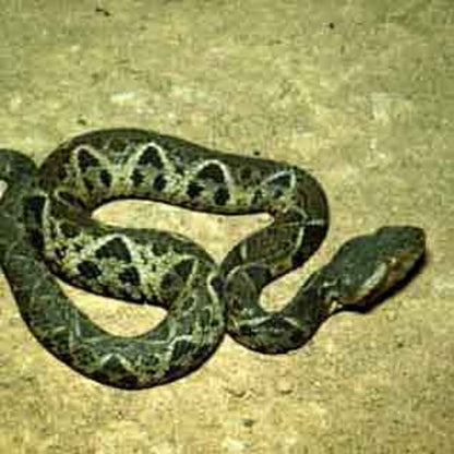 Bothrops lanceolatus