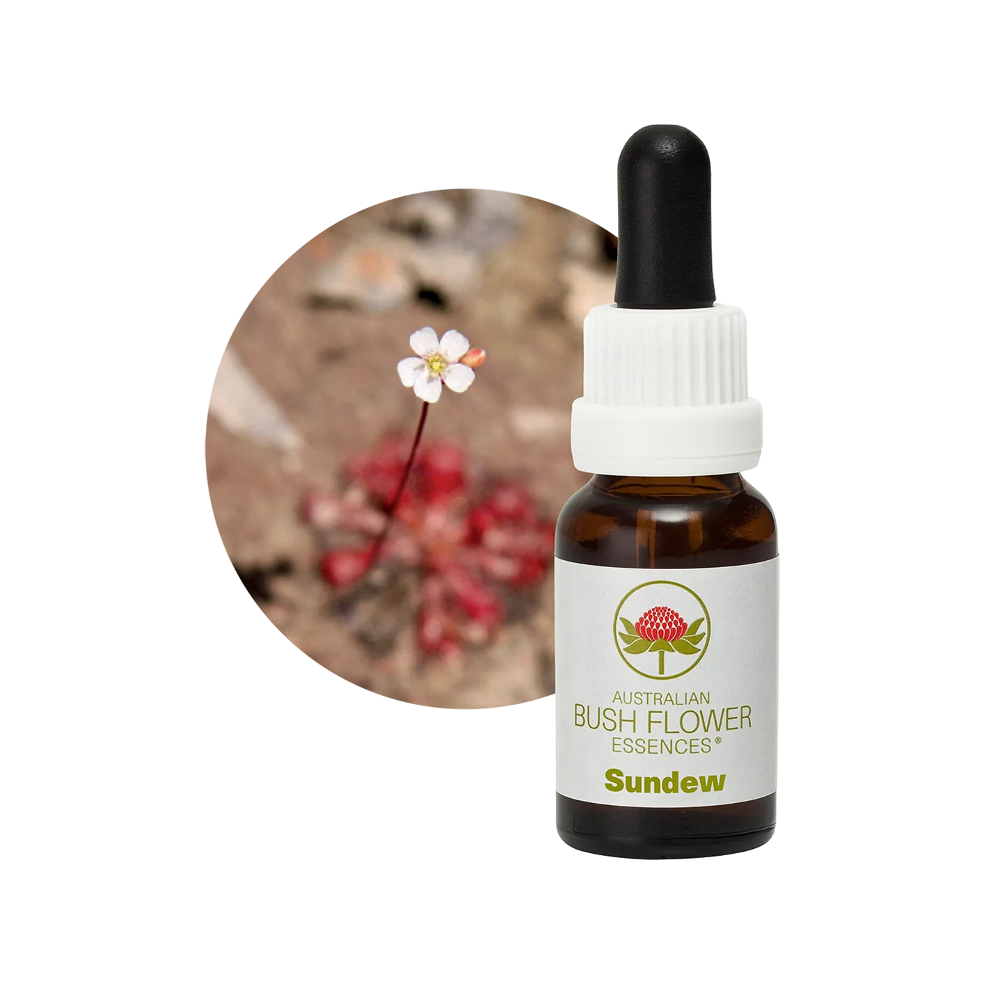 Sundew 30ml image 0