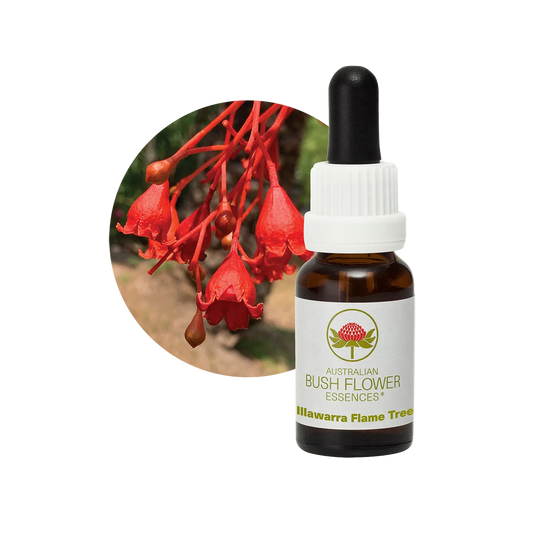 Illawarra Flame Tree 30ml image 0