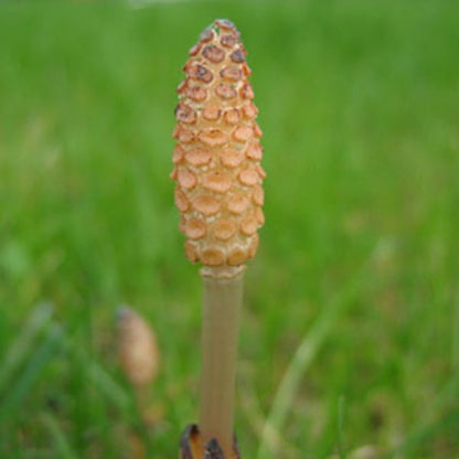 Equisetum arvense