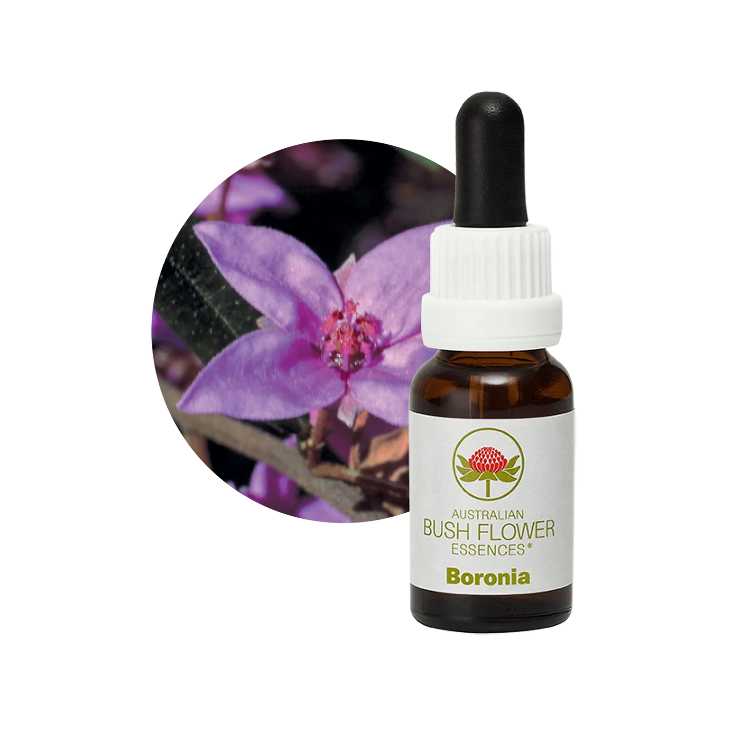Boronia 30ml image 0