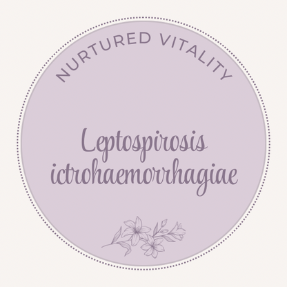 Leptospirosis ictrohaemorrhagiae Nosode
