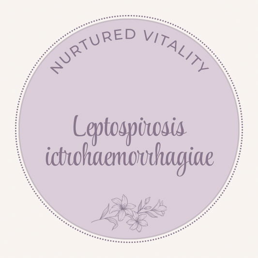 Leptospirosis ictrohaemorrhagiae Nosode