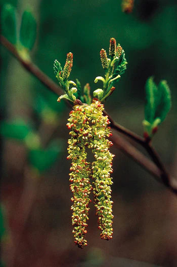Alaskan Flower Essence Alder