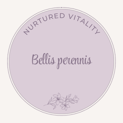 Bellis perennis