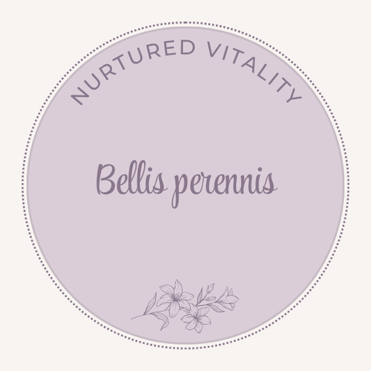Bellis perennis
