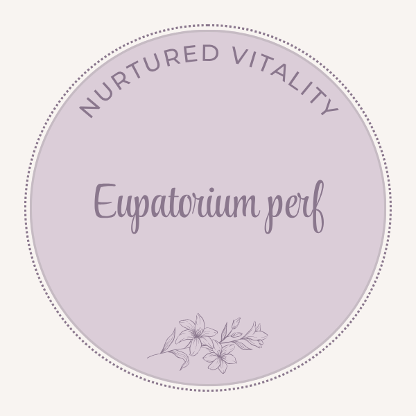 Eupatorium perfoliatum