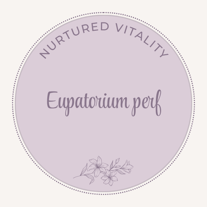 Eupatorium perfoliatum