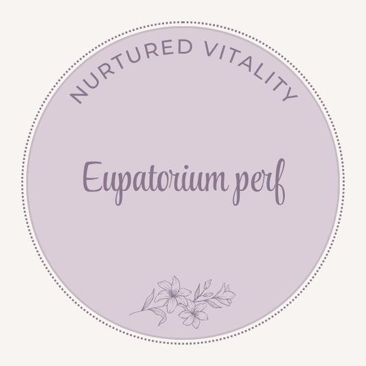 Eupatorium perfoliatum