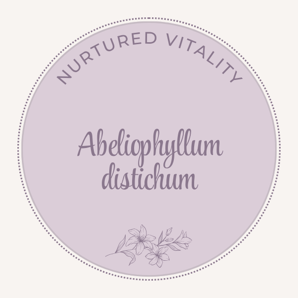 Abeliophyllum distichum