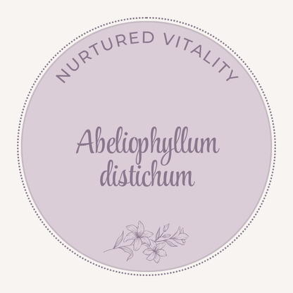 Abeliophyllum distichum