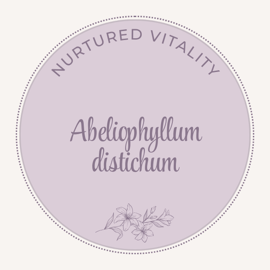 Abeliophyllum distichum