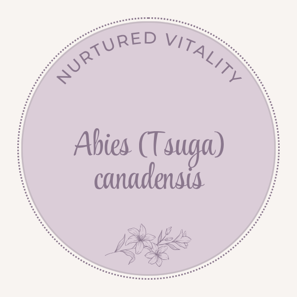 Abies (Tsuga) canadensis