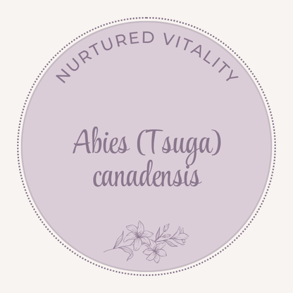 Abies (Tsuga) canadensis