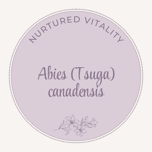 Abies (Tsuga) canadensis