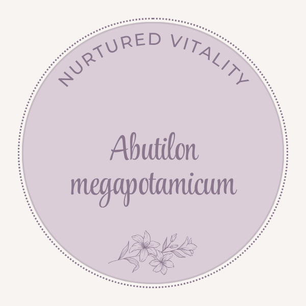 Abutilon megapotamicum