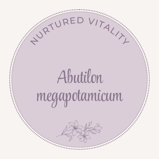 Abutilon megapotamicum