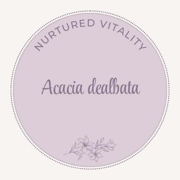 Acacia dealbata
