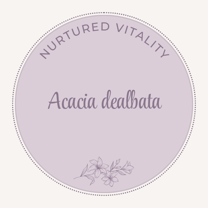 Acacia dealbata