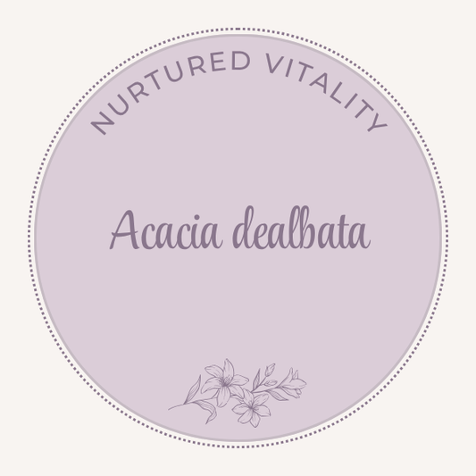 Acacia dealbata
