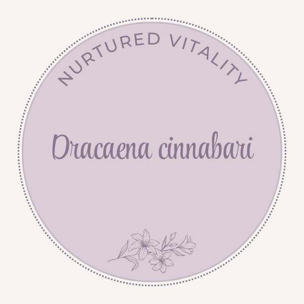 Dracaena cinnabari