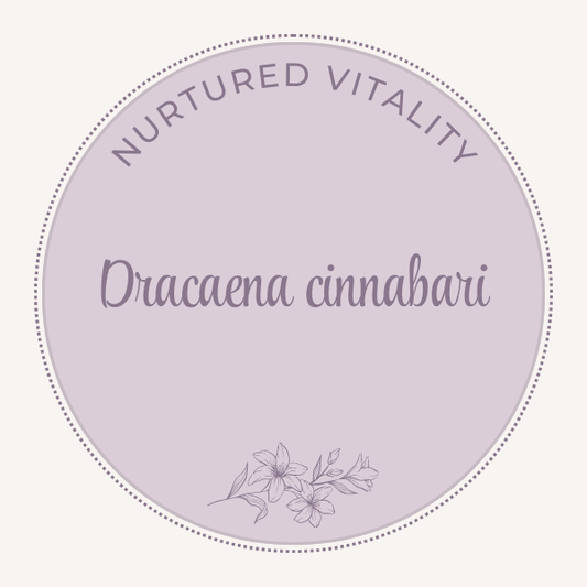 Dracaena cinnabari