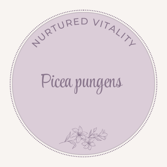 Nurtured Vitality Picea pungens
