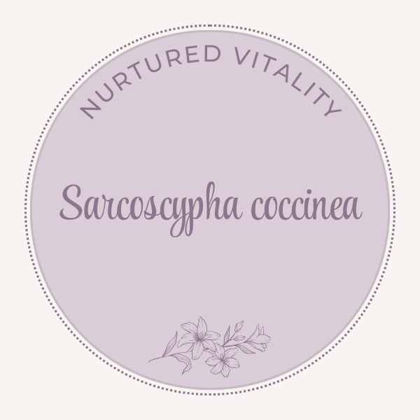 Sarcoscypha coccinea