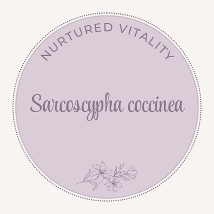 Sarcoscypha coccinea