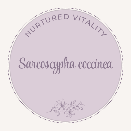 Nurtured Vitality Sarcoscypha coccinea