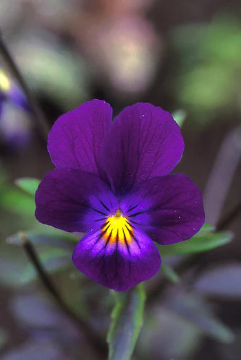 Alaskan Flower Essence Blue Elf Viola