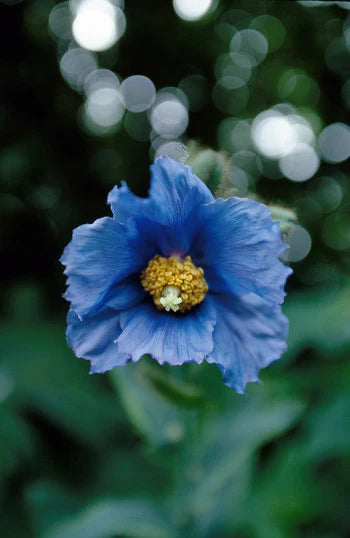 Alaskan Flower Essence Blue Poppy