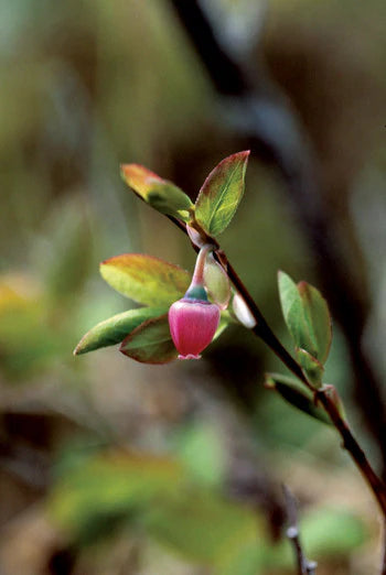 Alaskan Flower Essence Blueberry Pollen