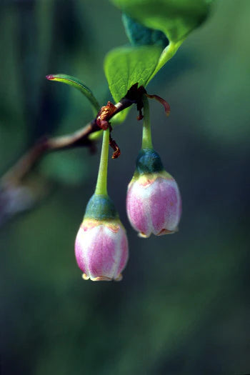 Alaskan Flower Essence Bog Blueberry
