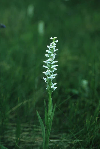 Alaskan Flower Essence Bog Candle