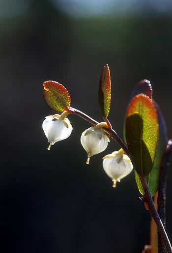 Alaskan Flower Essence Cassandra