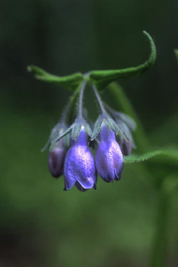 Alaskan Flower Essence Chiming Bells