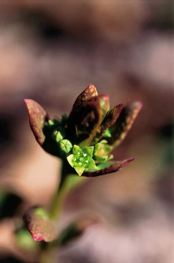 Alaskan Flower Essence Comandra