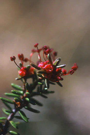 Alaskan Flower Essence Crowberry