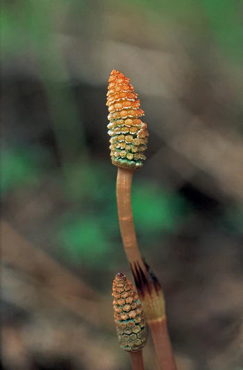 Alaskan Flower Essence Horsetail