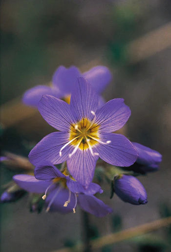 Alaskan Flower Essence Jacob's Ladder