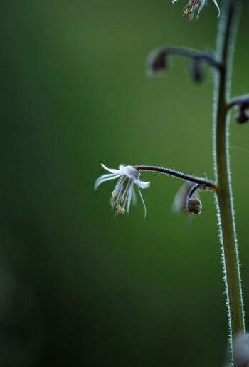 Alaskan Flower Essence Lace Flower