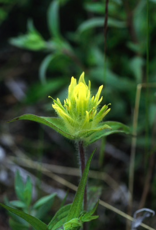 Alaskan Flower Essence Yellow Paintbrush