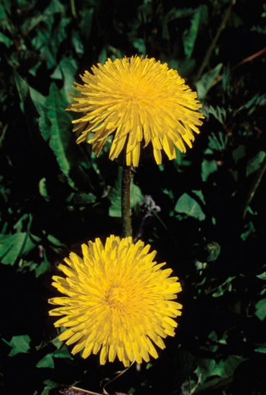 Alaskan Flower Essence Dandelion