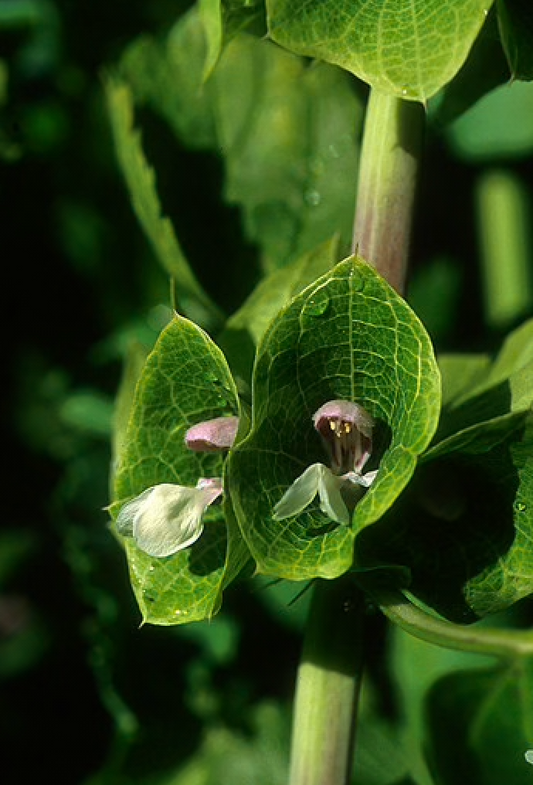Alaskan Flower Essence Green Bells of Ireland